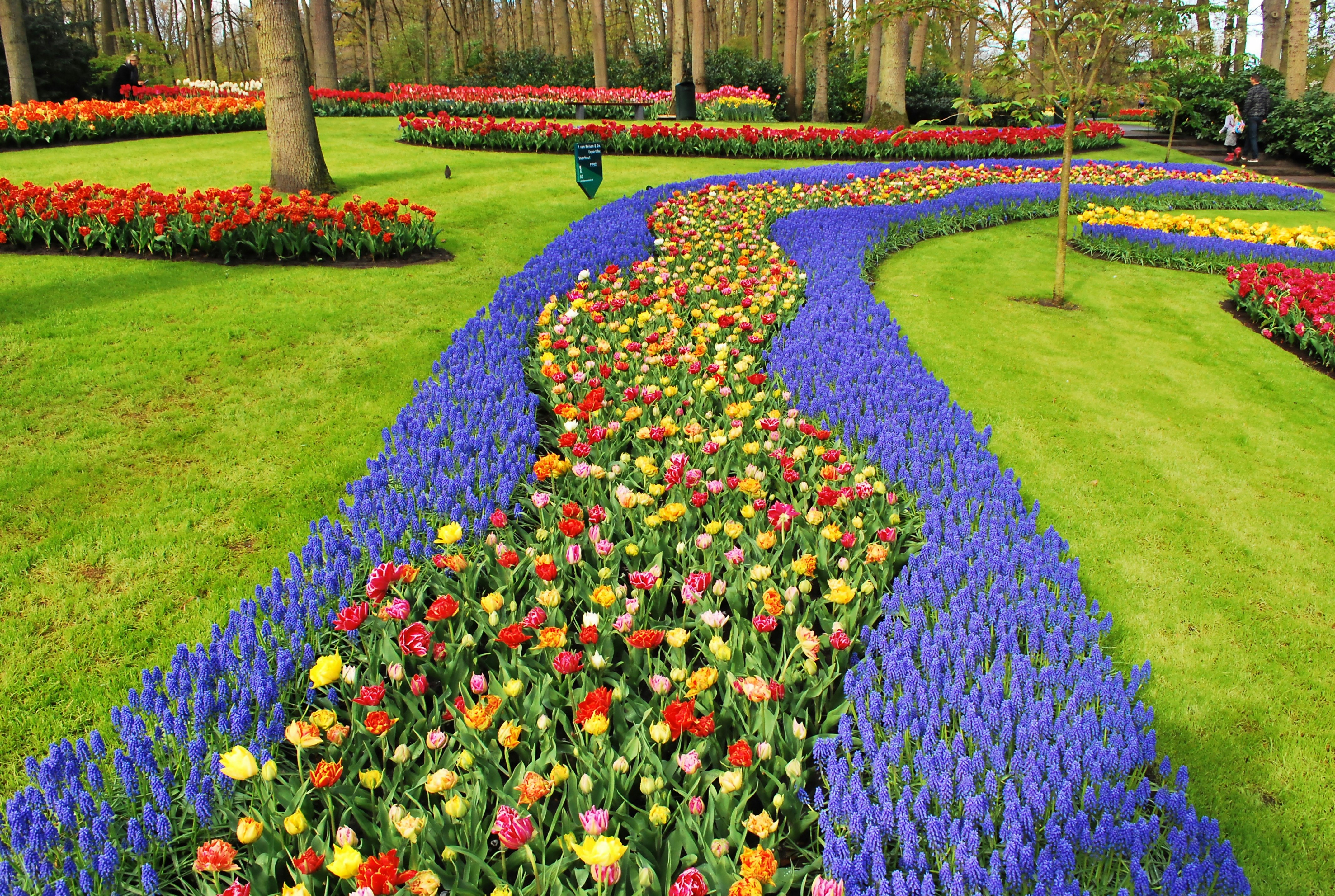 Close-up of vibrant tulips in a flower field near Keukenhof.