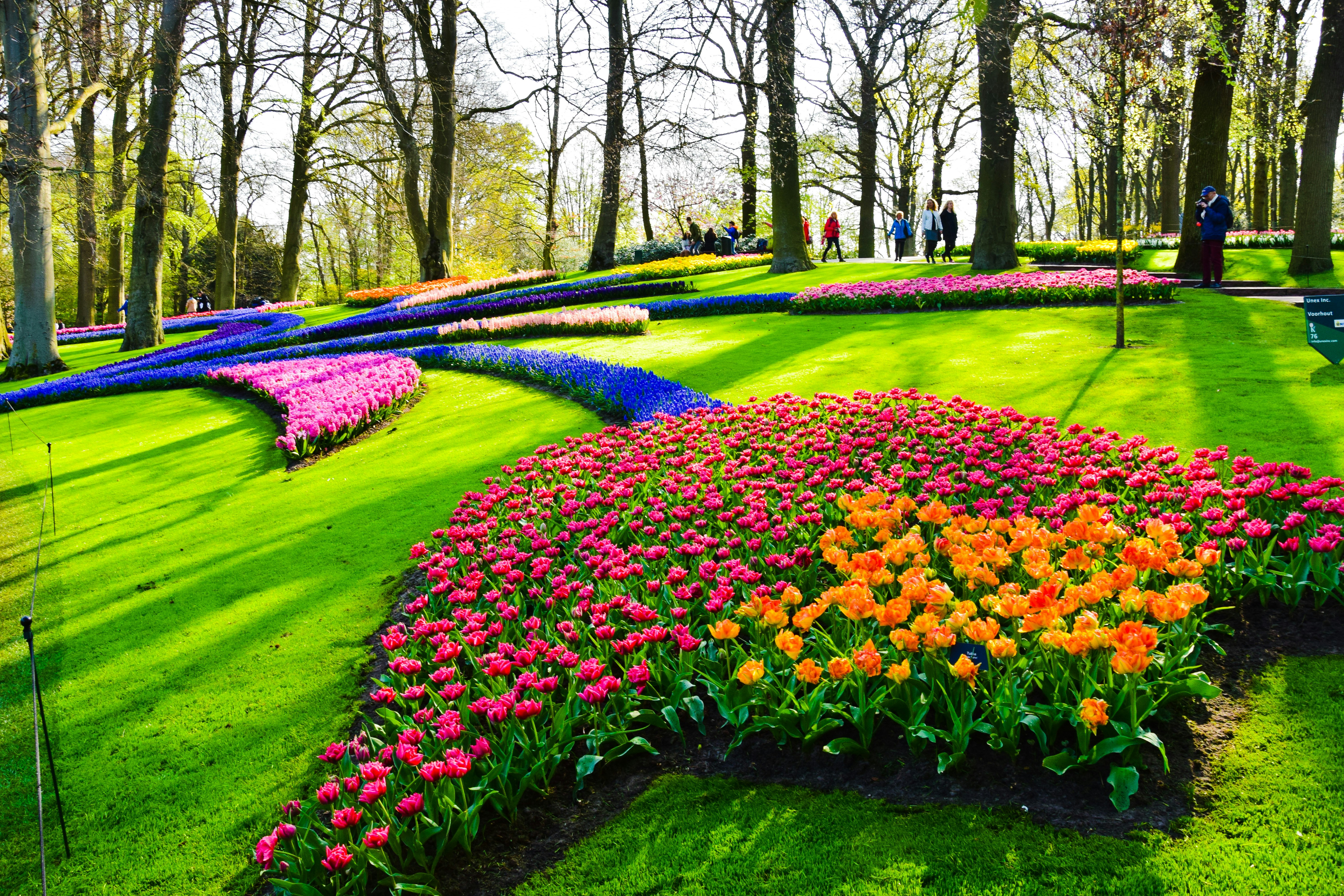 Scenic drive through the blooming flower fields.